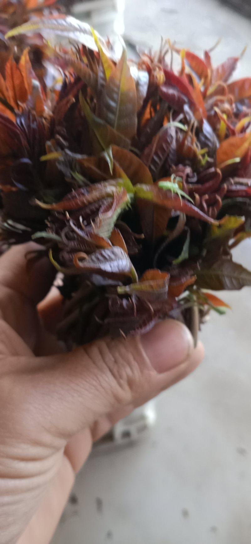香椿芽