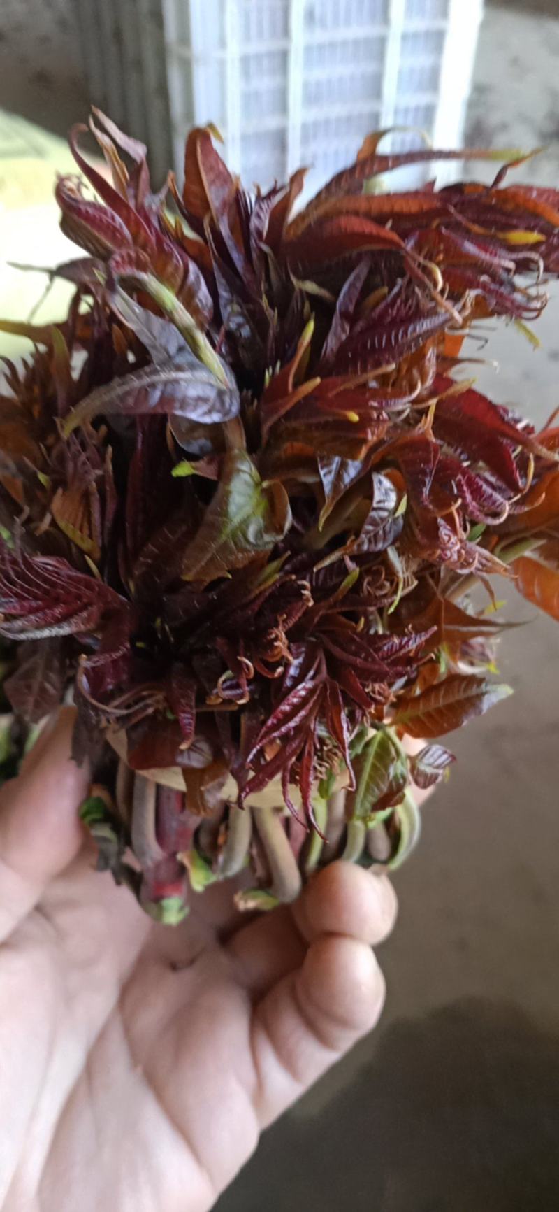 香椿芽