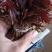 香椿芽