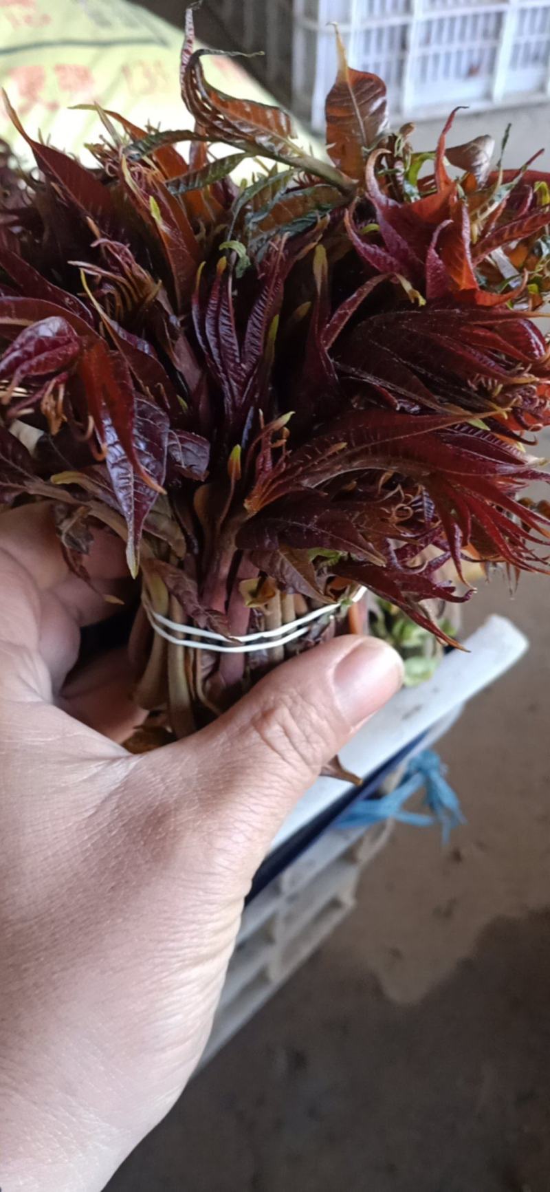 香椿芽