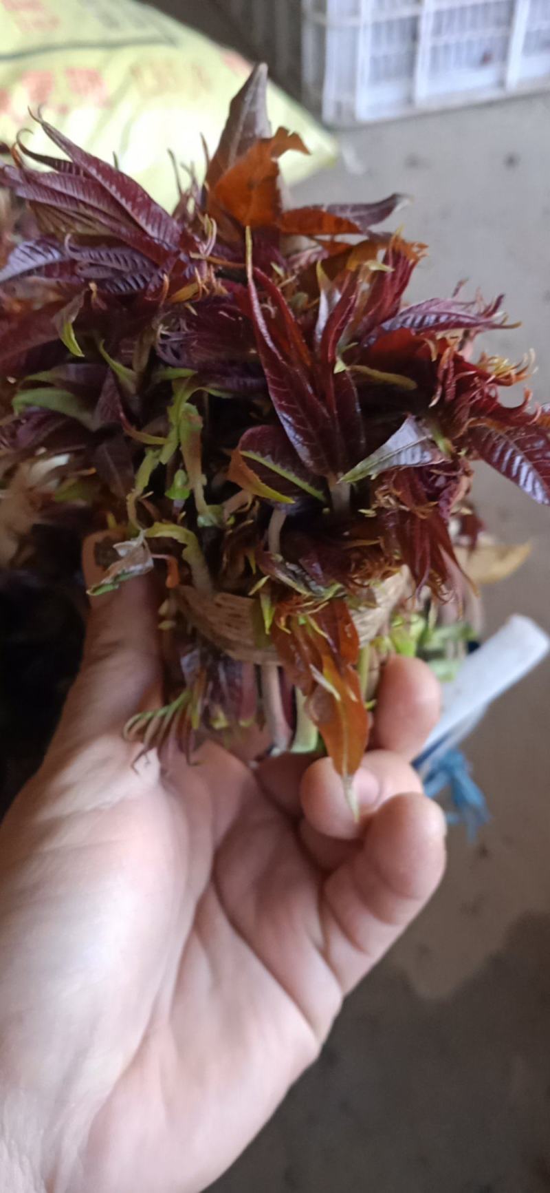 香椿芽