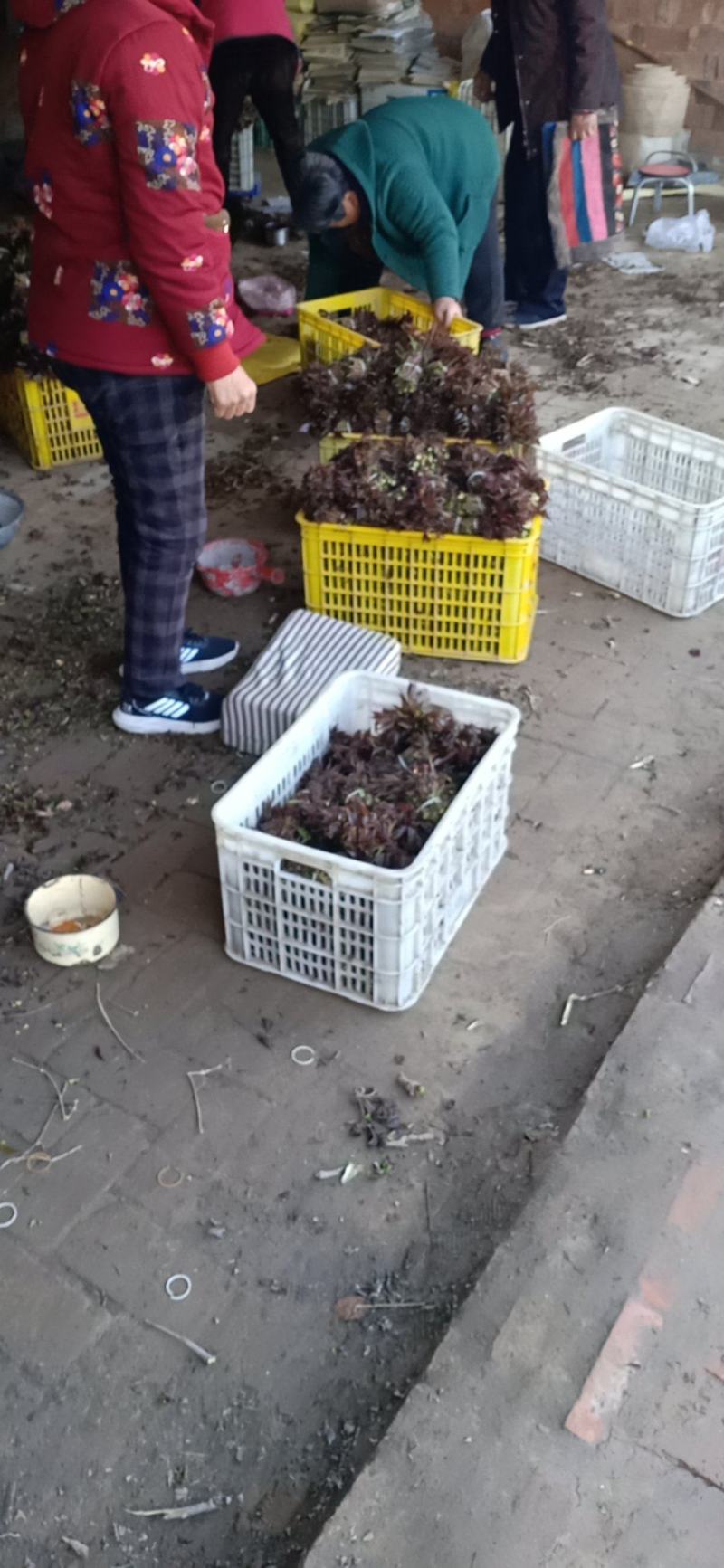 香椿芽