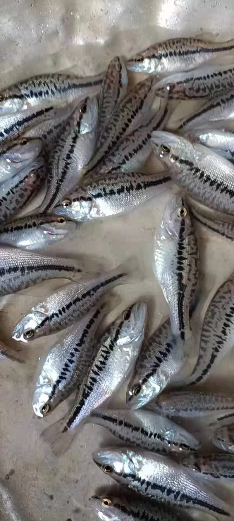 加州鲈鱼苗训化训料鲈淡水鲈七星鲈鱼苗