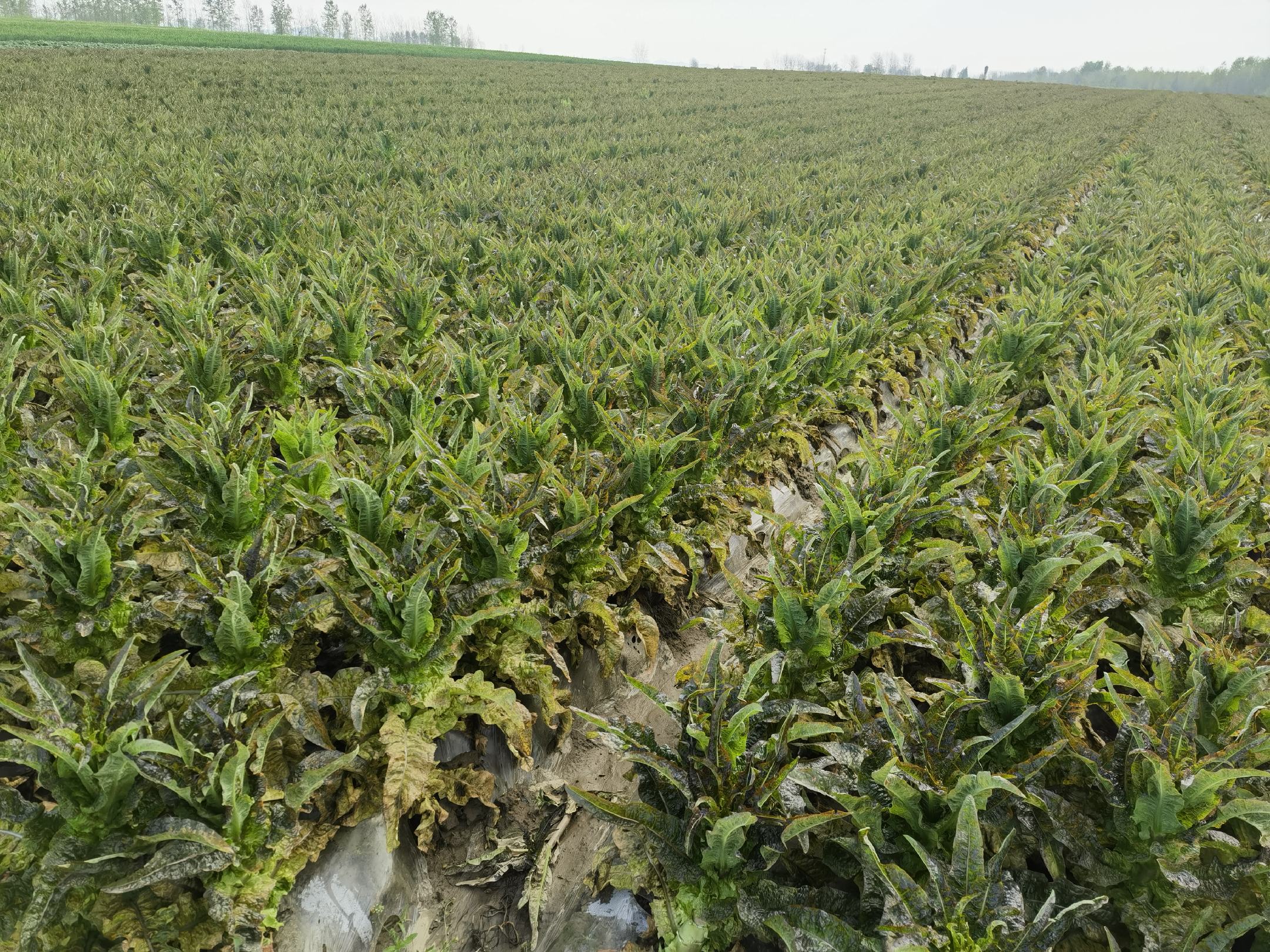 莴苣田间种植图,展示成片绿色莴苣在阳光下生长 莴苣田间种植图