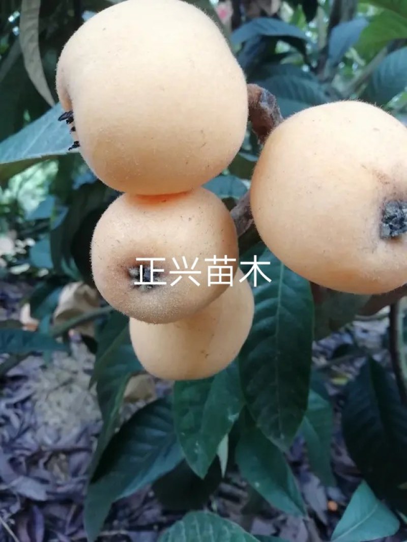 正宗白玉枇杷苗，白玉枇杷树苗，四川苗品种纯，基地直销