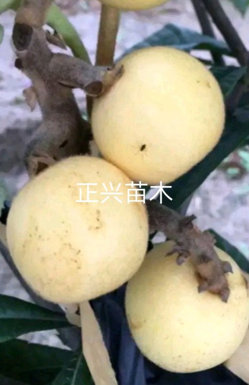 正宗白玉枇杷苗，白玉枇杷树苗，四川苗品种纯，基地直销