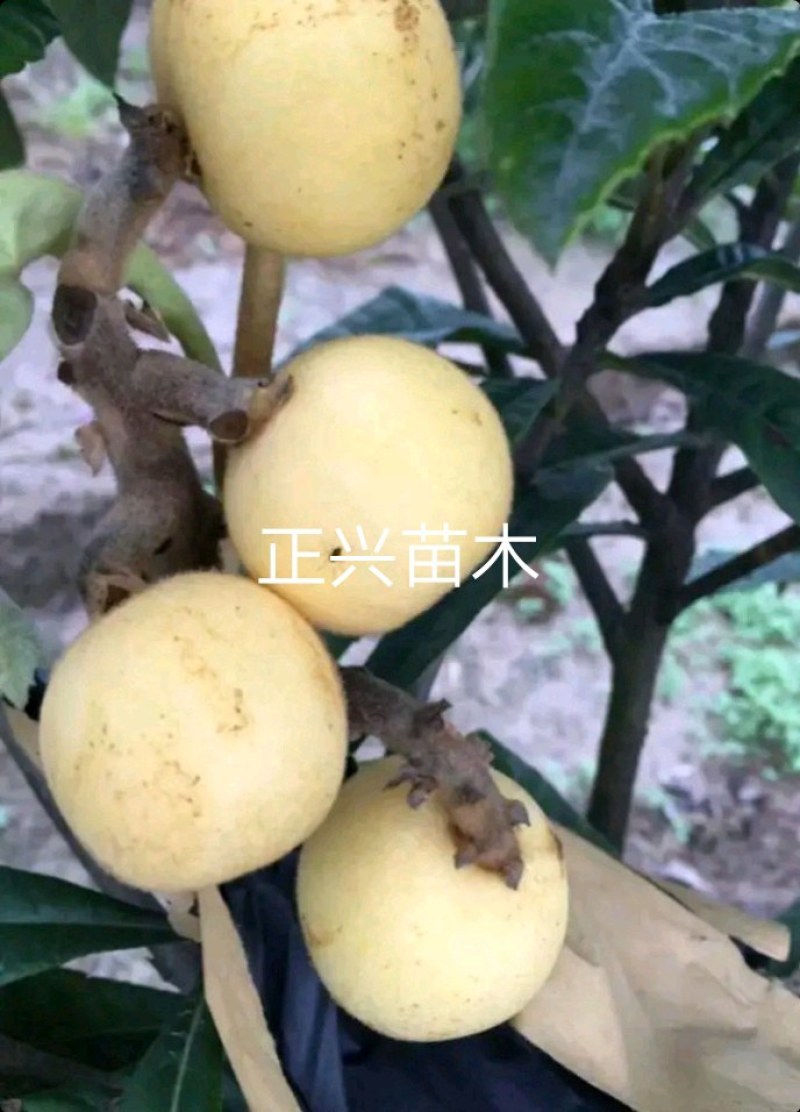 正宗白玉枇杷苗，白玉枇杷树苗，四川苗品种纯，基地直销