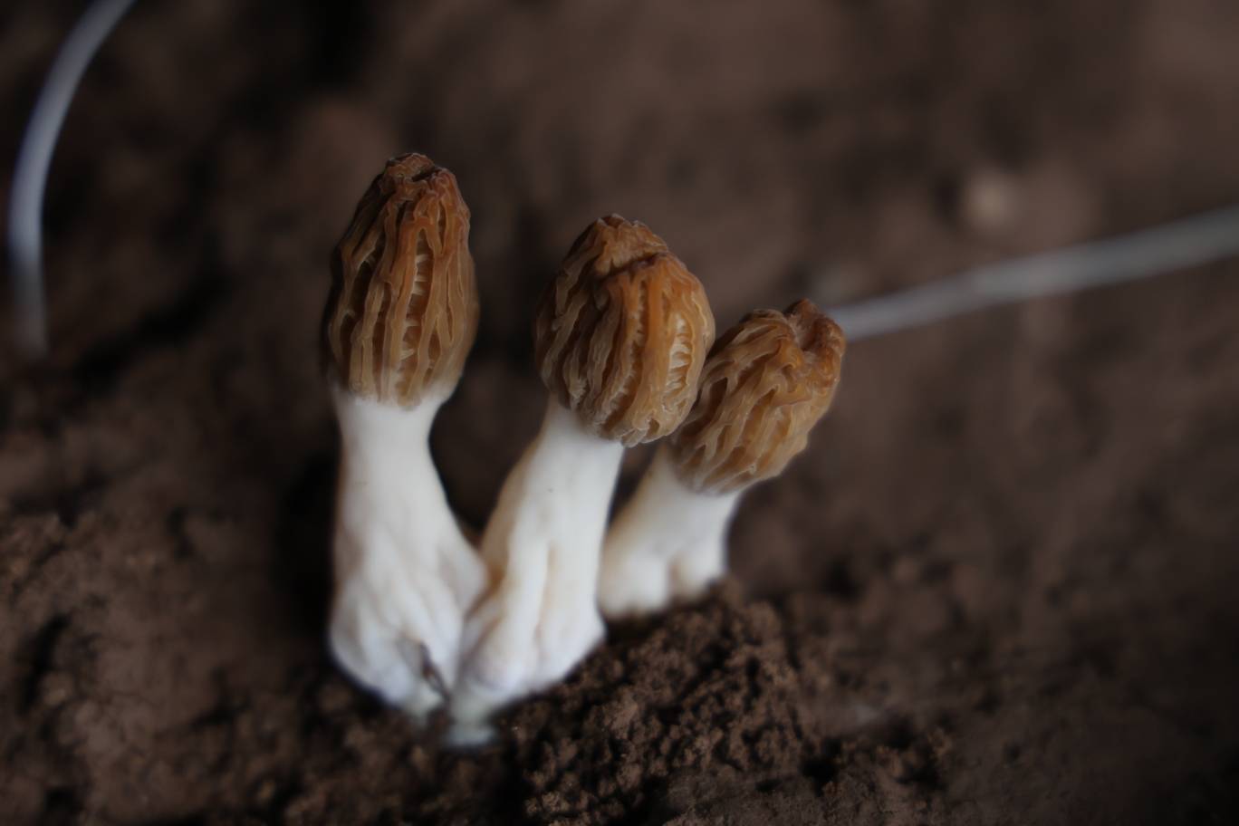 野生羊肚菌及其地下根部结构