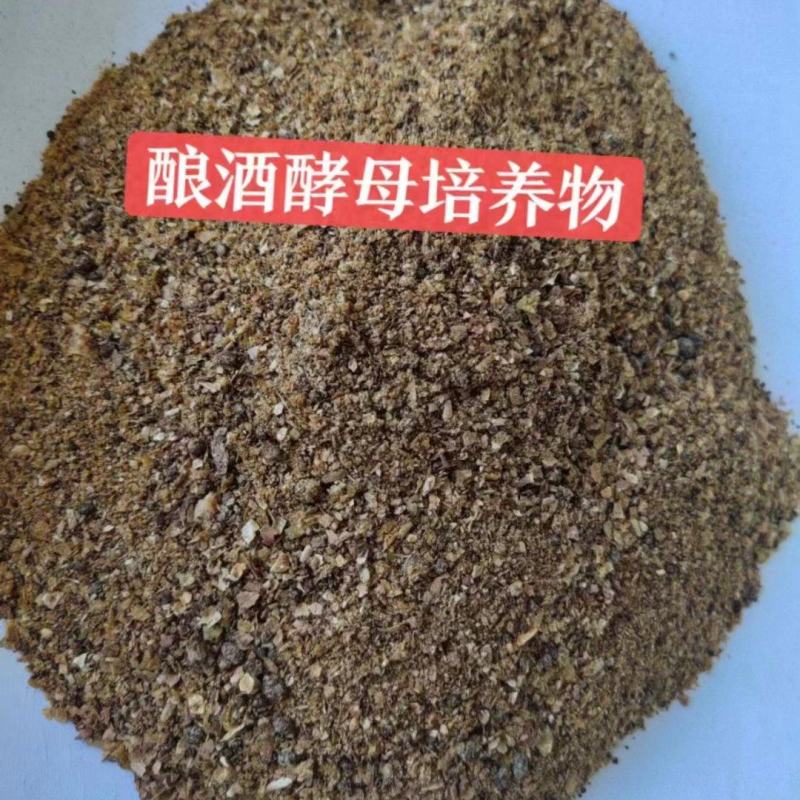 酿酒酵母培养物