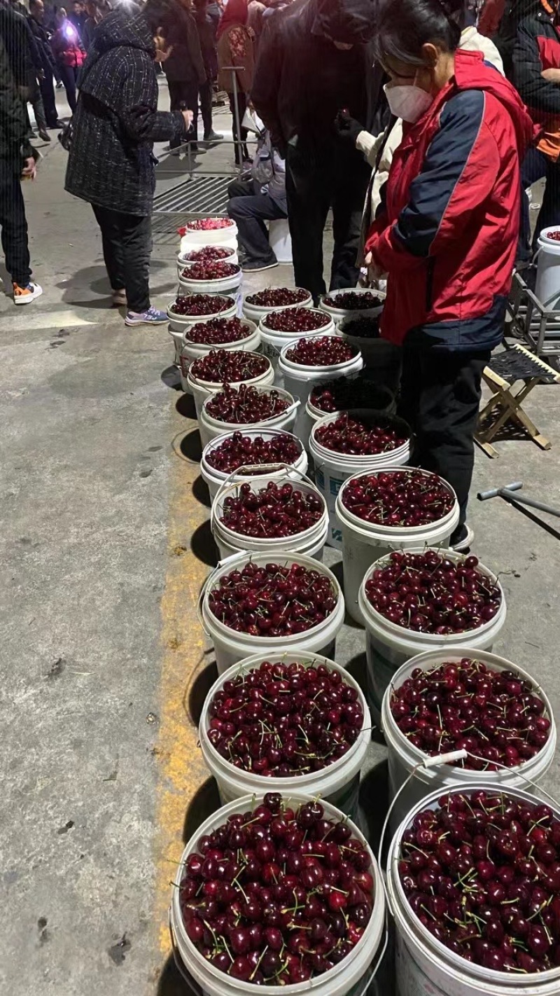 美早大樱桃，山东樱桃大量上市，品种齐全，需要的老板与我联系