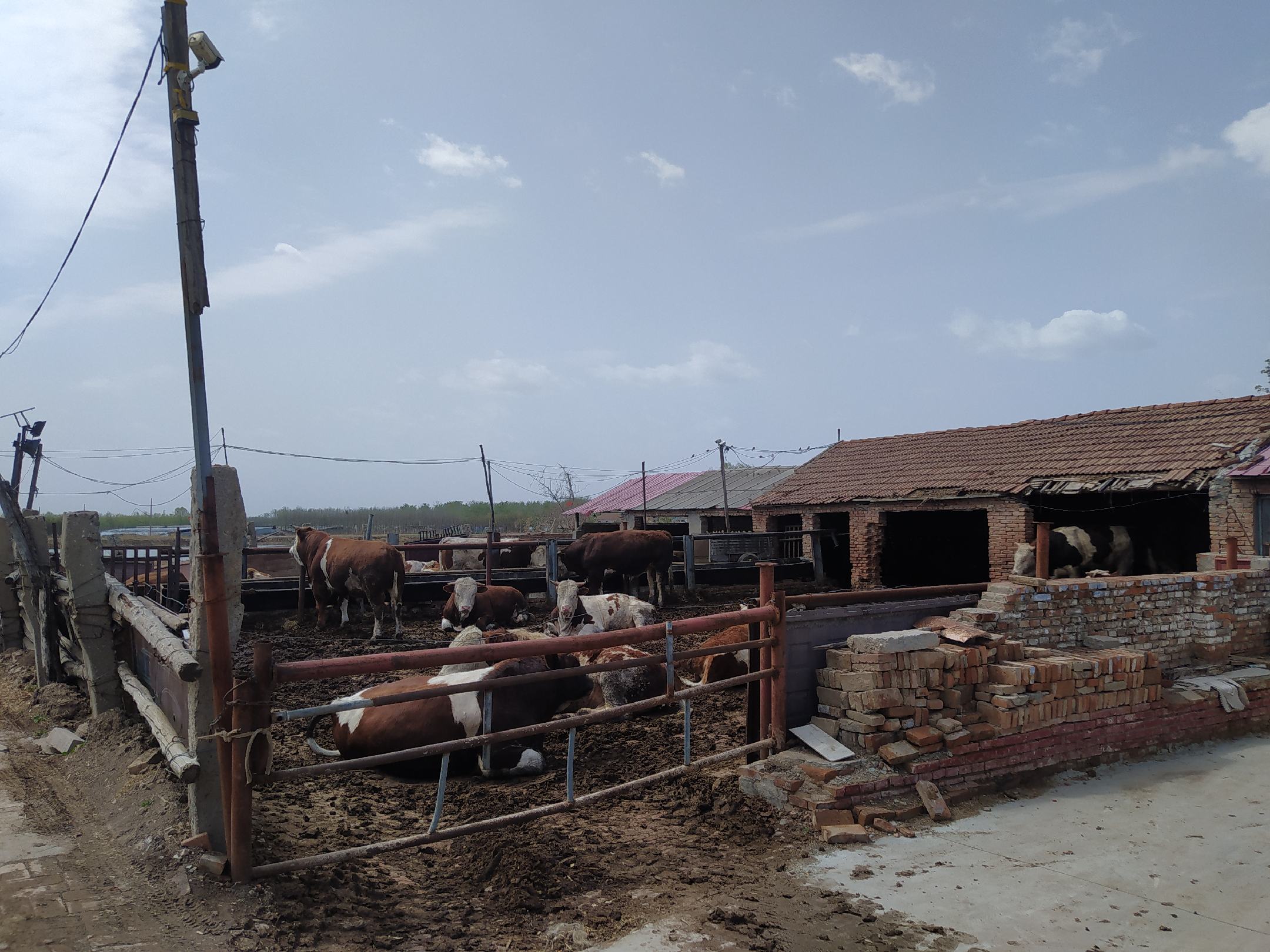 西门塔尔牛DNA采样与实验室检测场景