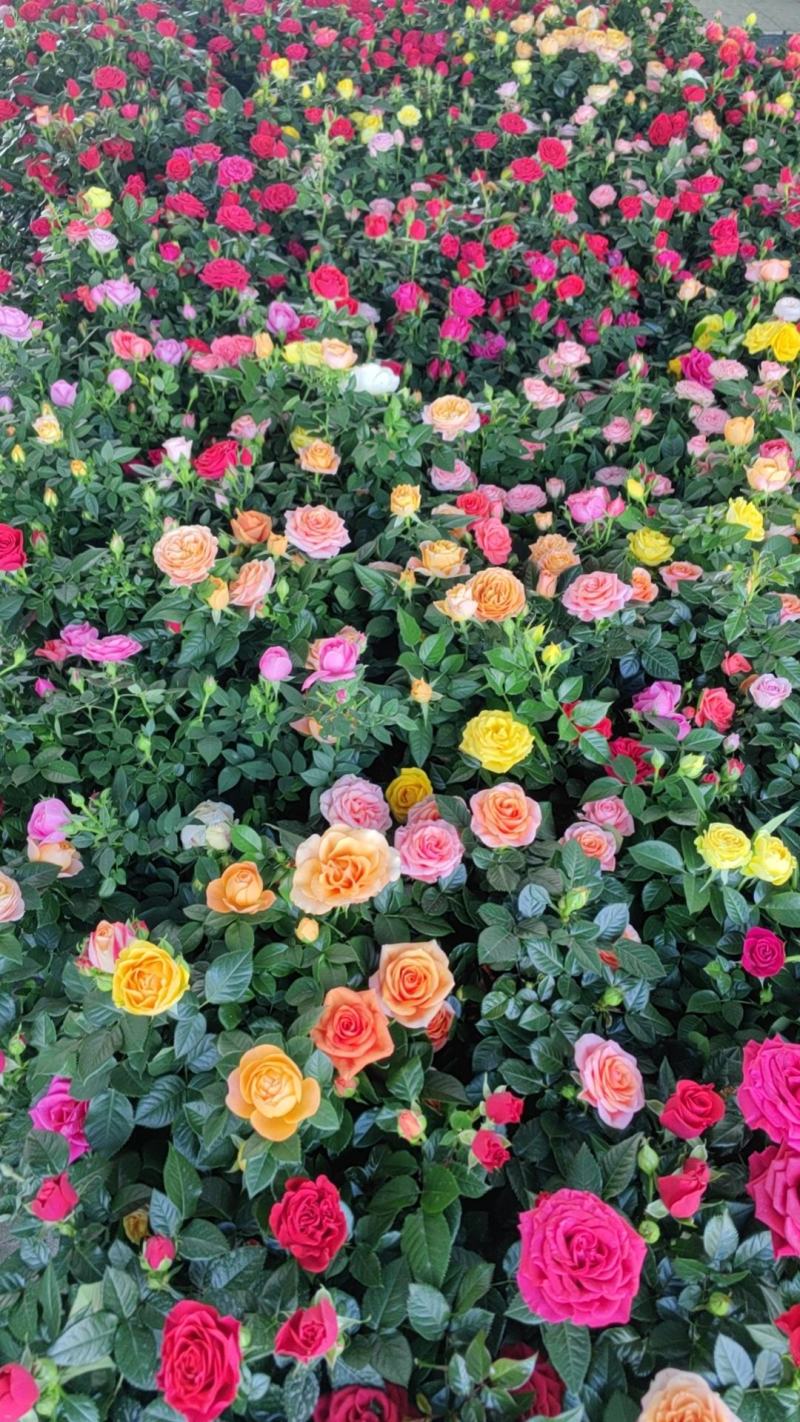 玫瑰花盆栽