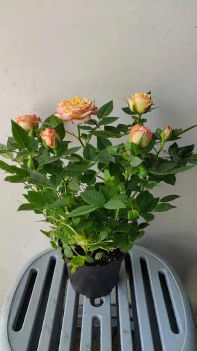 玫瑰花盆栽