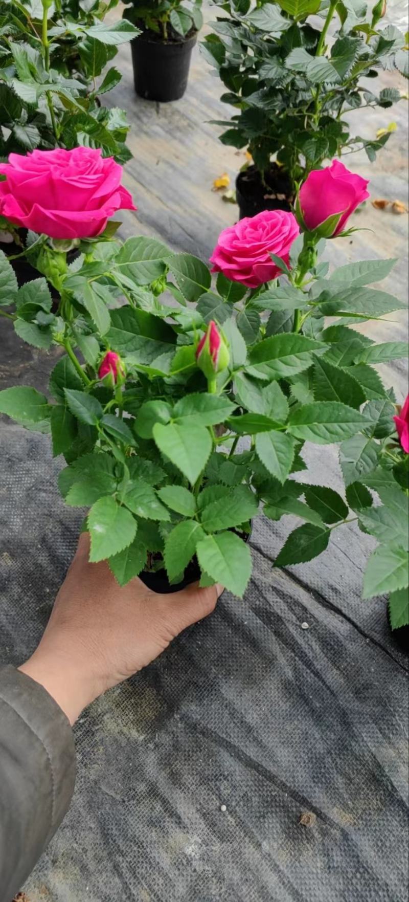 玫瑰花盆栽