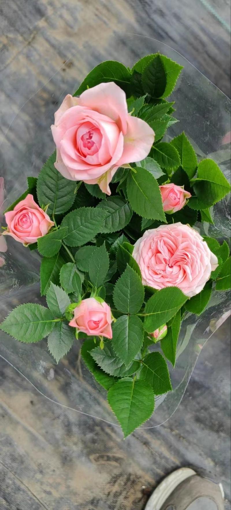 玫瑰花盆栽