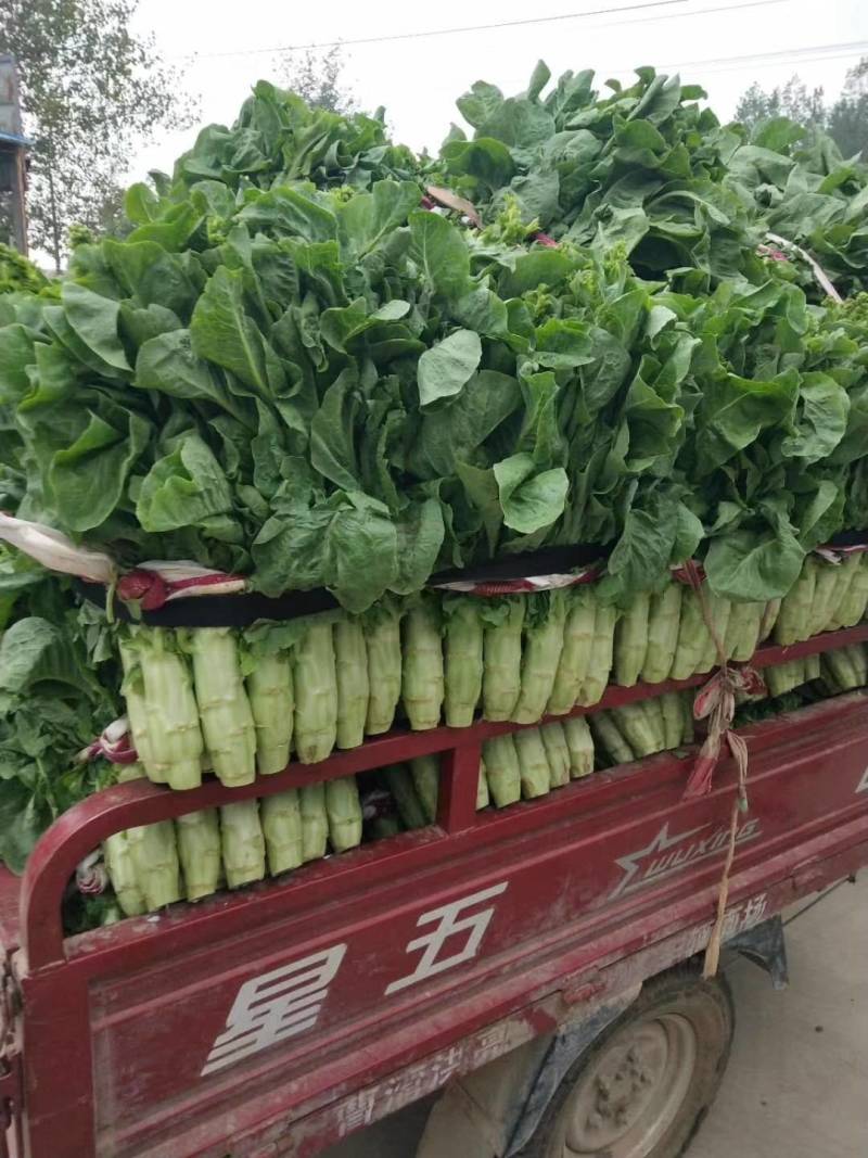 【精品】河南莴笋精品三青皮莴笋产地直发可承接电商
