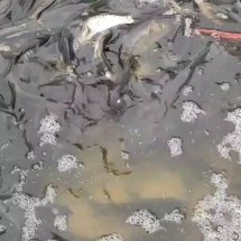 重庆市潼南淡水养殖场优良魚苗欢迎各位老板前来光临