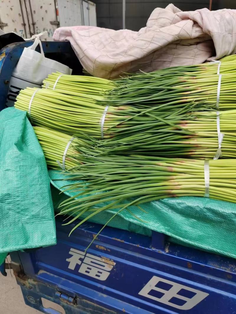 中牟红帽蒜苔基地直发量大从优现货欢迎老板联系合作