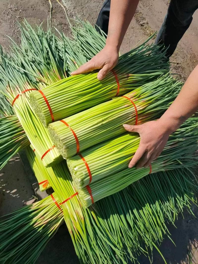 中牟红帽蒜苔基地直发量大从优现货欢迎老板联系合作