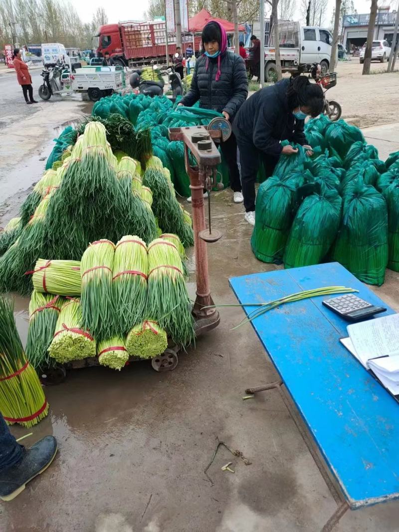 中牟红帽蒜苔基地直发量大从优现货欢迎老板联系合作