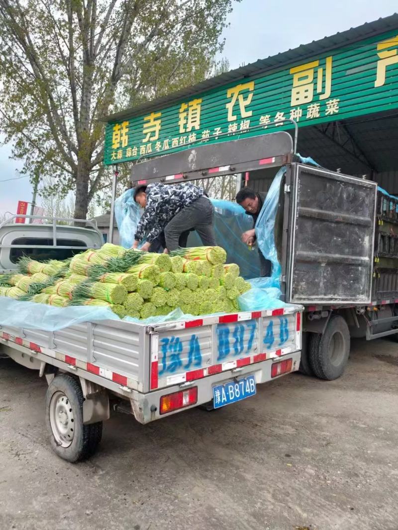 中牟红帽蒜苔基地直发量大从优现货欢迎老板联系合作