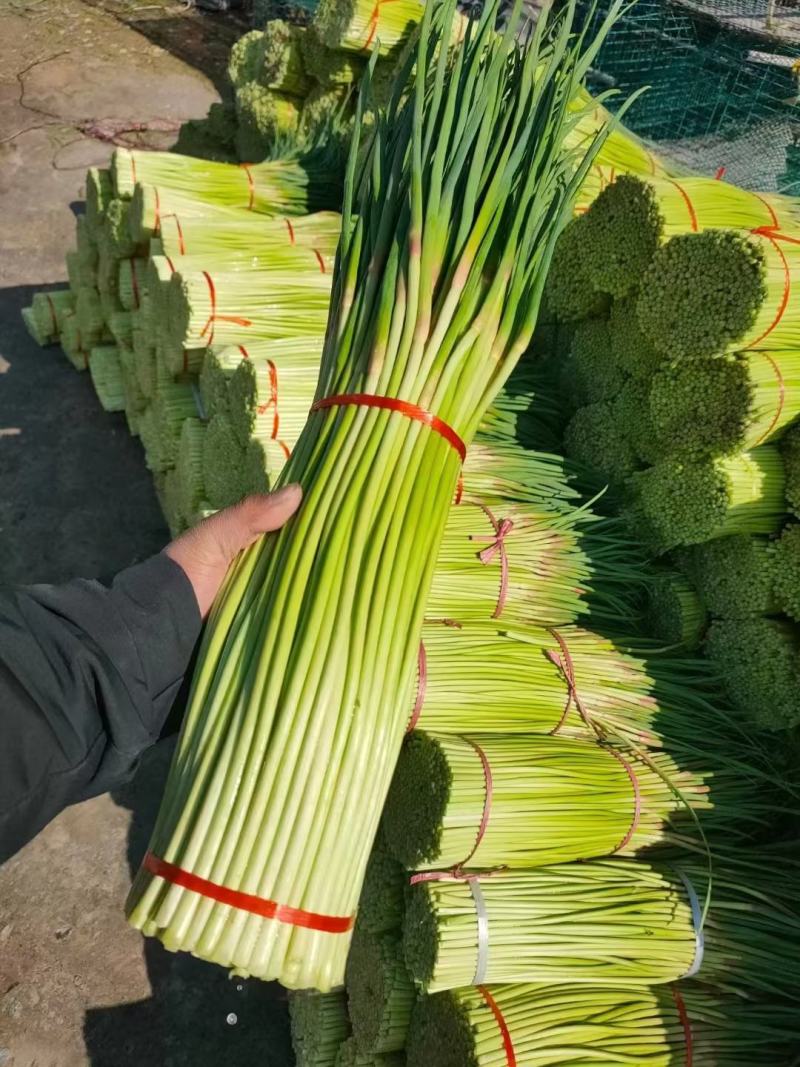 中牟红帽蒜苔基地直发量大从优现货欢迎老板联系合作