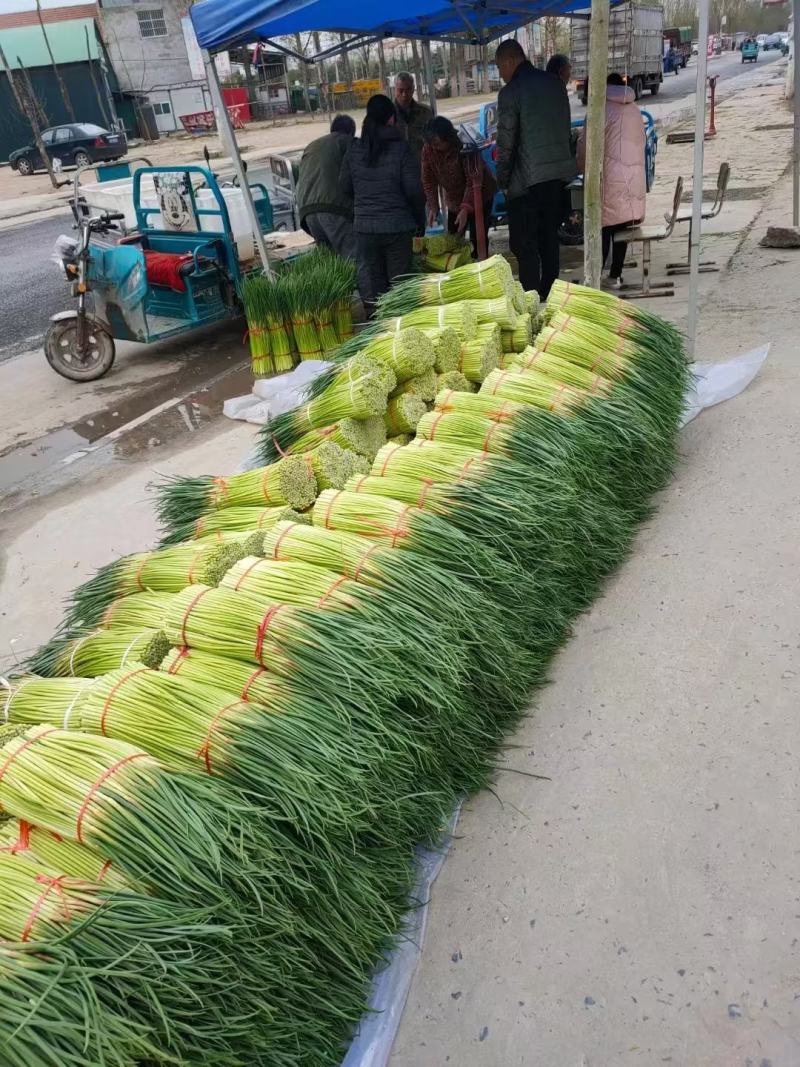 中牟红帽蒜苔基地直发量大从优现货欢迎老板联系合作