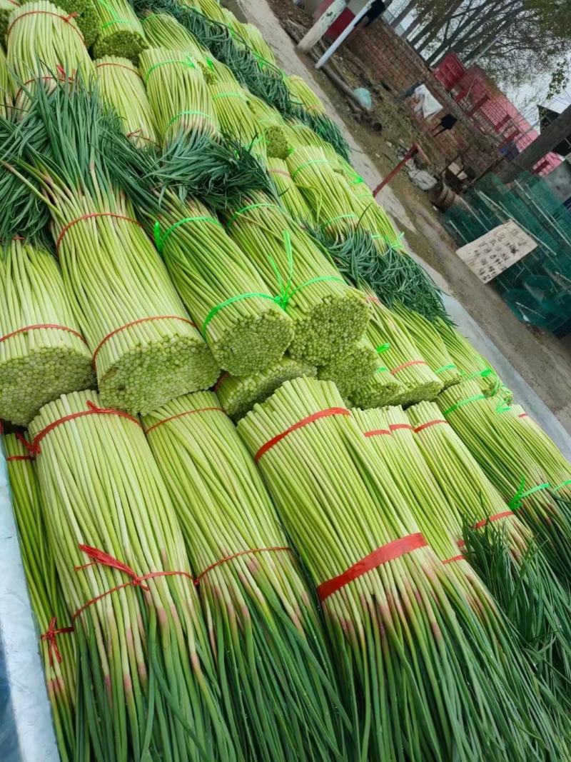 中牟红帽蒜苔基地直发量大从优现货欢迎老板联系合作