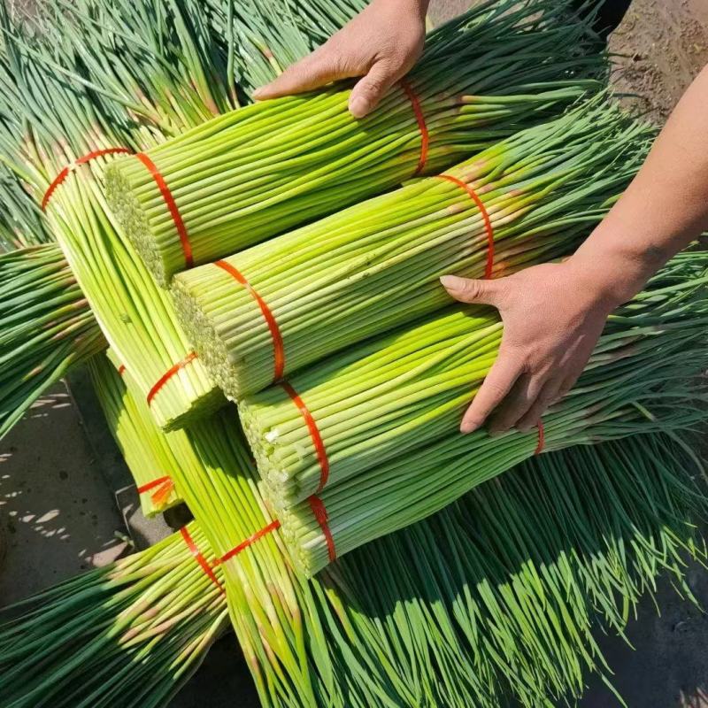 中牟红帽蒜苔基地直发量大从优现货欢迎老板联系合作