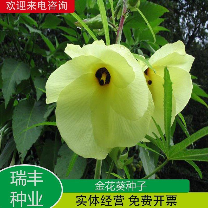 金花葵种子，金花葵花卉种子菜芙蓉种子景观绿化花卉种子批发