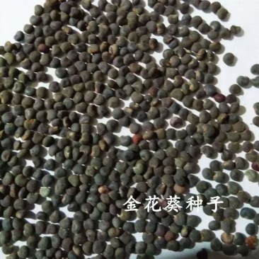 金花葵种子，金花葵花卉种子菜芙蓉种子景观绿化花卉种子批发