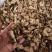 中药材金荞麦新货货源充足批发零售保证质量