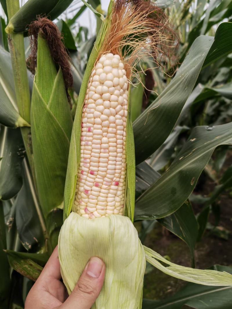 湛江鲜食玉米大量供应…太阳花，七彩花糯