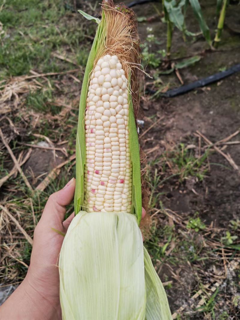 湛江鲜食玉米大量供应…太阳花，七彩花糯