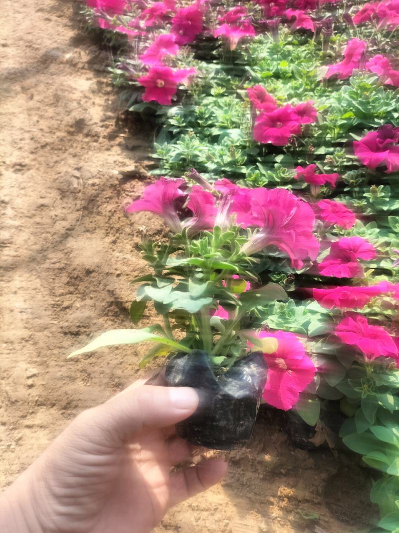 矮牵牛
