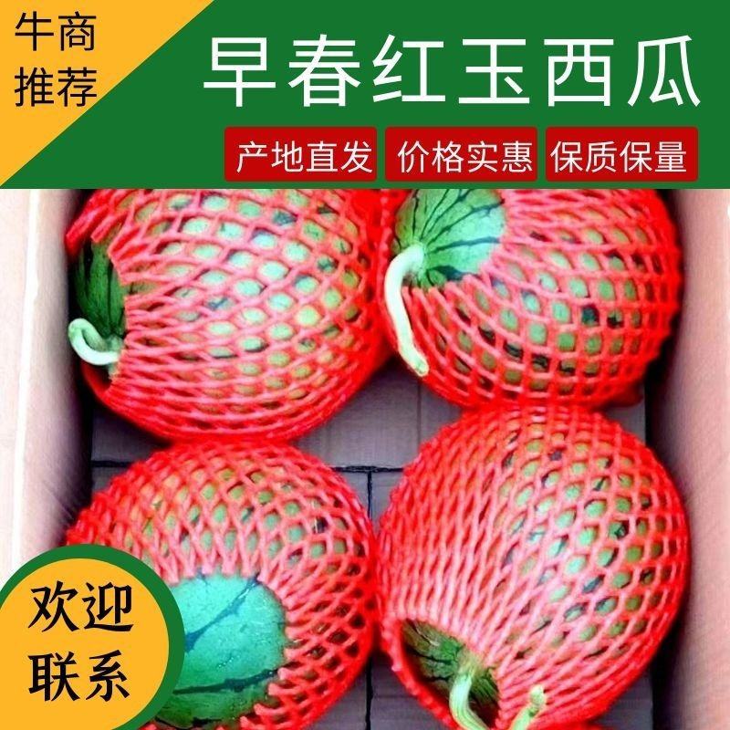 【推荐】西瓜，早春红玉西瓜，皮薄肉多，一手货源视频看货