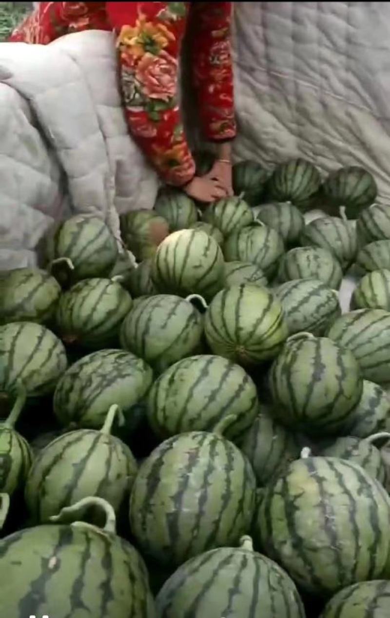 【推荐】西瓜，早春红玉西瓜，皮薄肉多，一手货源视频看货