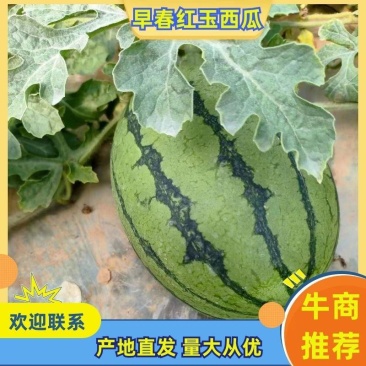 安徽砀山西瓜，早春红玉西瓜，厂家直发，发往全国市场