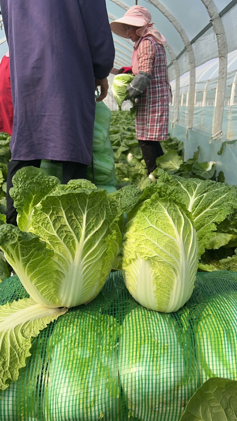 三包大白菜价格不高一手货源产地直发品质好品种也好