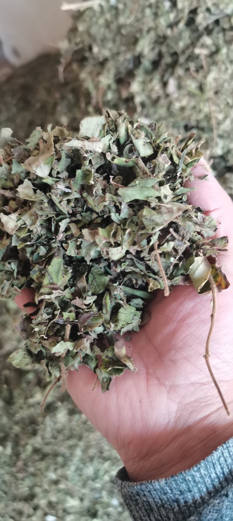 金银花叶一般到暑期金银花二茬以后产新有杀青和晒货两