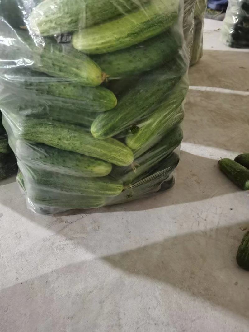 湖北旱黄瓜上市量大从优新鲜带刺脆皮黄瓜欢迎联系