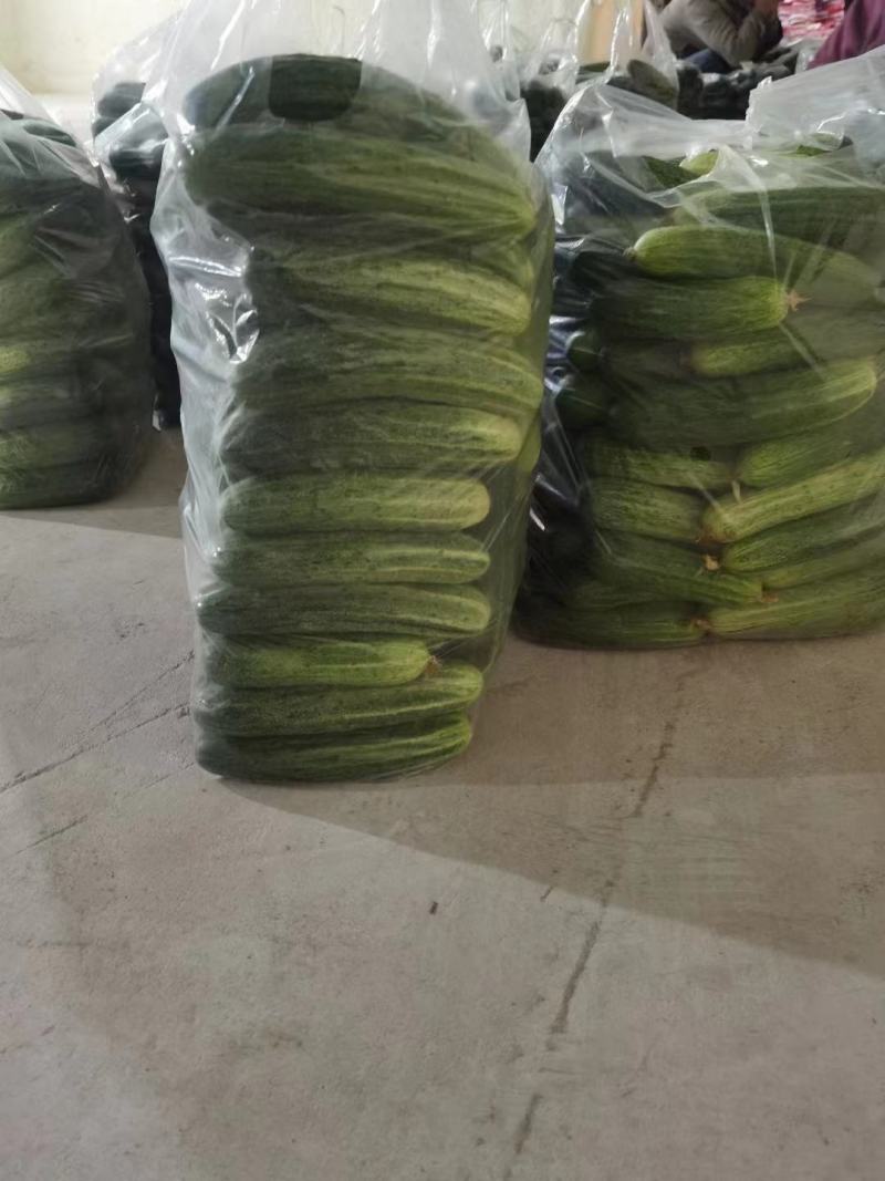 湖北旱黄瓜上市量大从优新鲜带刺脆皮黄瓜欢迎联系