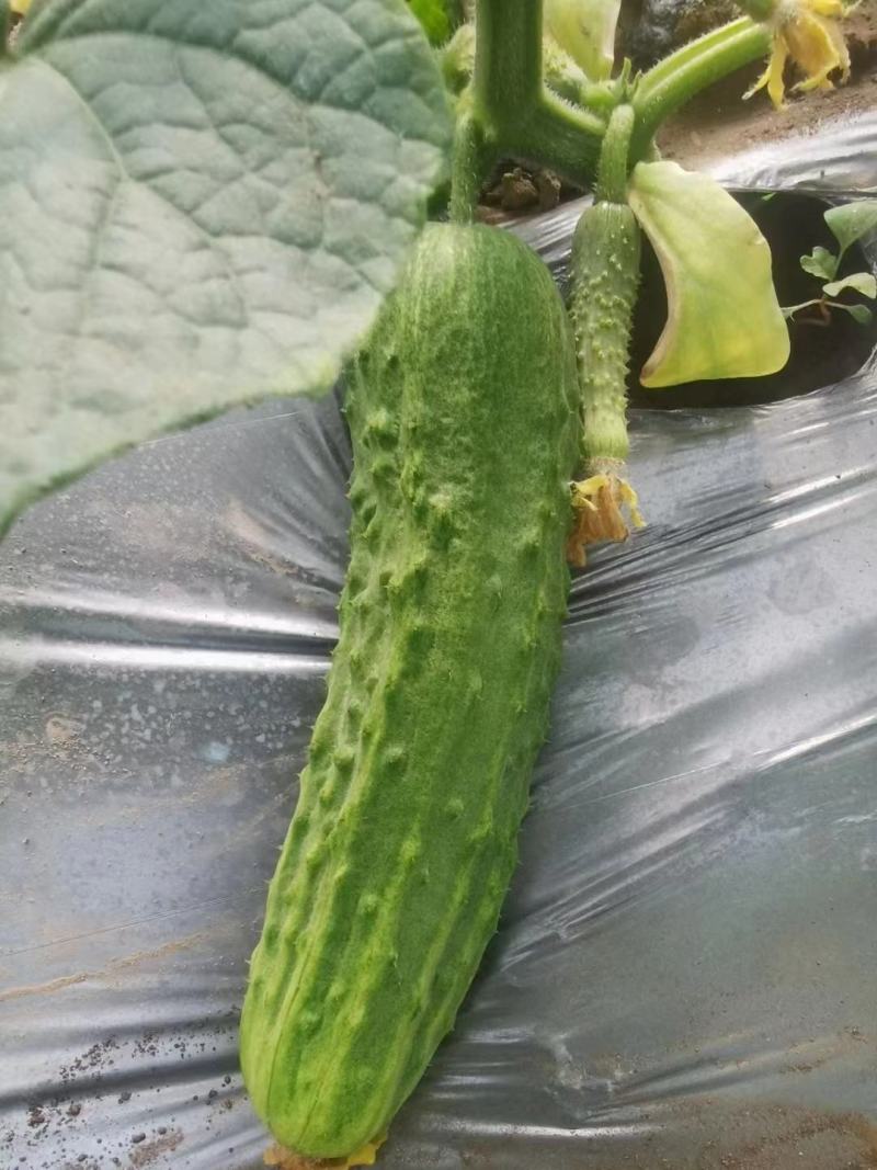 湖北旱黄瓜上市量大从优新鲜带刺脆皮黄瓜欢迎联系