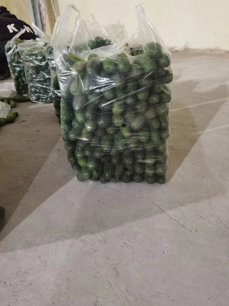 湖北旱黄瓜上市量大从优新鲜带刺脆皮黄瓜欢迎联系