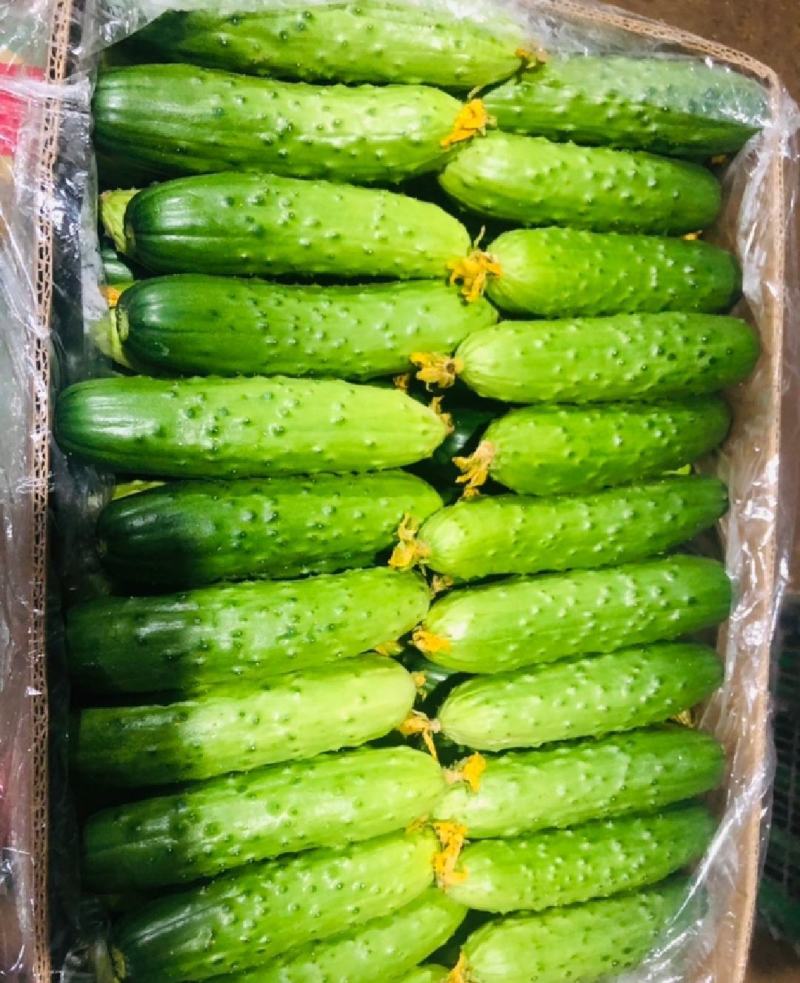 湖北旱黄瓜上市量大从优新鲜带刺脆皮黄瓜欢迎联系