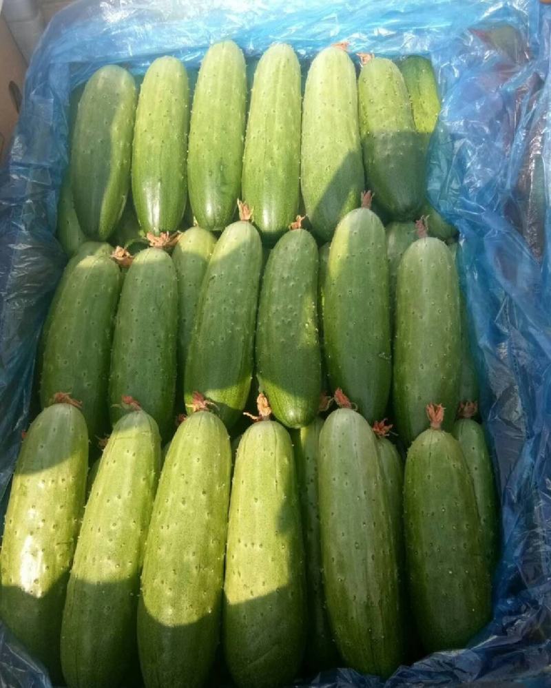 湖北旱黄瓜上市量大从优新鲜带刺脆皮黄瓜欢迎联系
