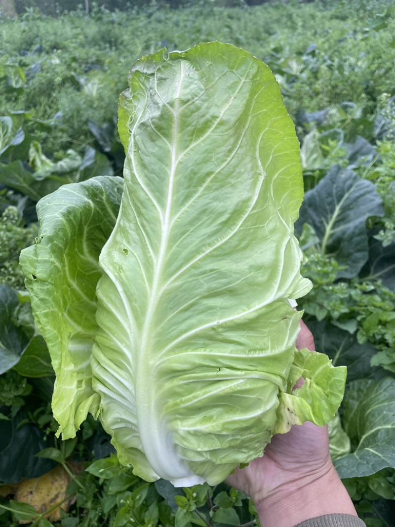 简阳市鸡心甘蓝大量出货货优价美