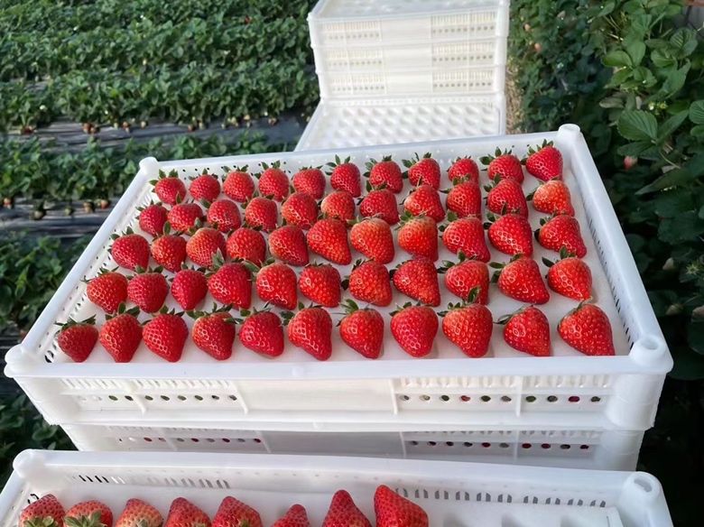 展示一颗成熟的红颜草莓,色泽鲜红,表面光滑,背景为自然光照下的果园环境 红颜草莓特写