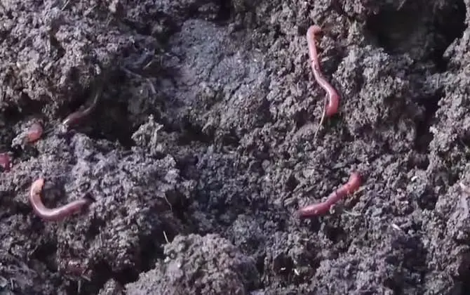 铁棍山药种植土壤对比图