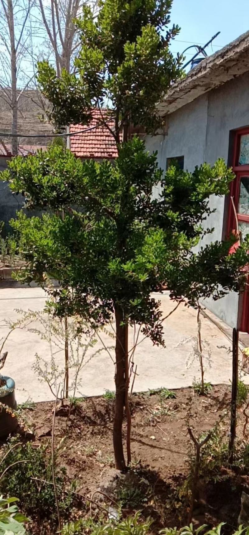 瓜子黄杨，17厘米粗，3米高